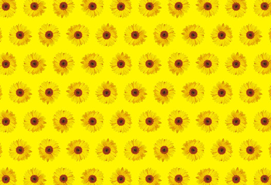 sun flower pattern yellow background
