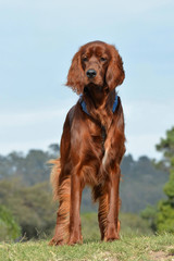 Full body front of a beautiful Irish Setter dog with alert facial expression standing on a hill.