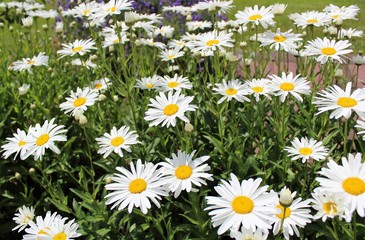 Full bloom Shasta daisies in mid summer