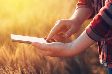 Female farmer standing in wheat field and using mobile phone © Bits and Splits