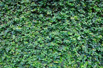 Tree wall