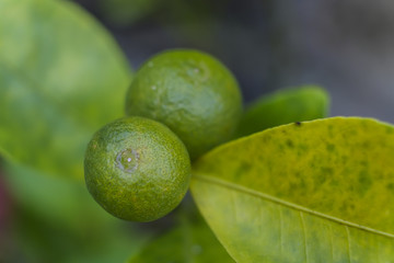 Closeup green lime on tree