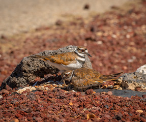 It is egg hatching day at the Killdeer nest and the adult Killdeer are busy with the eggs and the new chicks