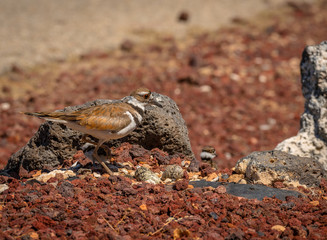 It is egg hatching day at the Killdeer nest and the adult Killdeer are busy with the eggs and the new chicks