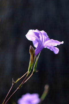 violet flower,Wild petunias, Ruellia squarrosa (Fenzi), Ruellia tuberosa