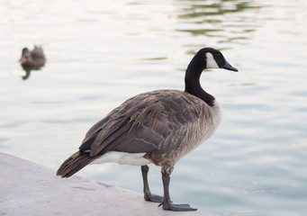 canadian goose standing next to water during summer