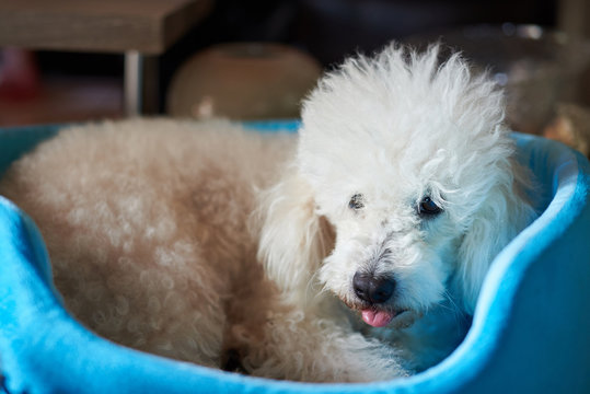 Funny fluffy white poodle dog