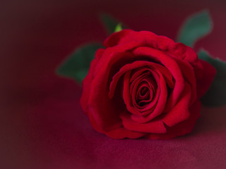 Low key of Valentines Day concept-red rose with pink background.