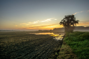Corn field at sunrise and flood