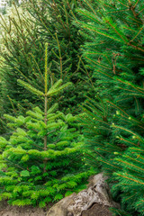 Small nordmann fir in the forest at sunshine - 166284895