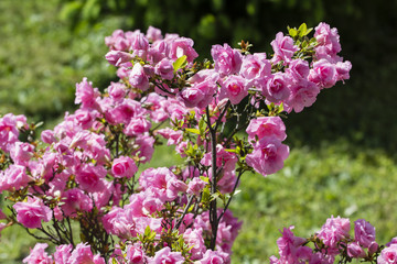 Obraz premium Japanese azalea with pink flowers.
