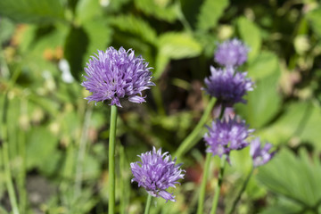 Light purple flower of chives.