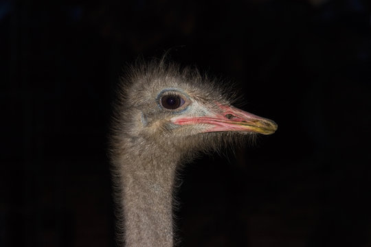 Ostrich head close-up on a dark background