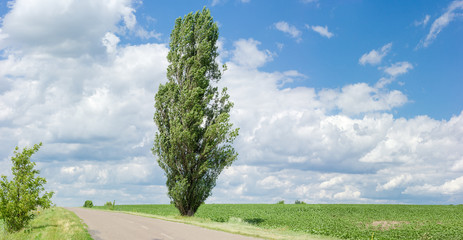 Solitary black poplar near of a rural road - obrazy, fototapety, plakaty