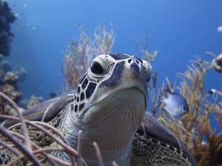 Schildkröte Rotes Meer