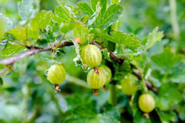gooseberries on a branch in the garden 