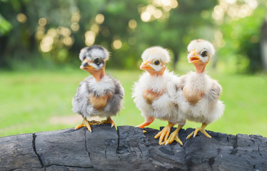Chicks morning sun