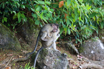 singe ile maurice