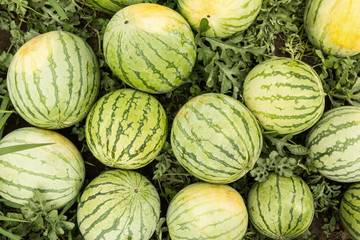 Obraz premium Background of ripe watermelons in the field.