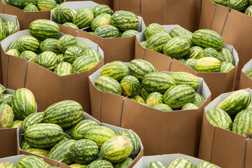 Ripe watermelons packed in cardboard boxes for delivery to the store.