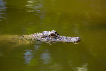 Alligator