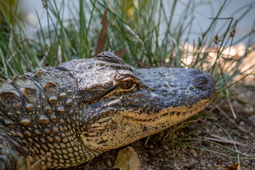 Alligator