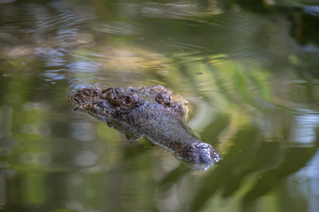 crocodile