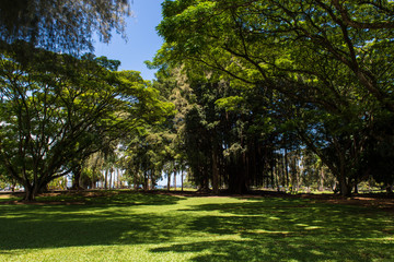 ハワイ島の公園