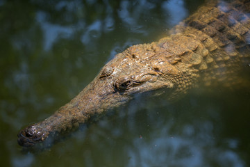 Crocodile