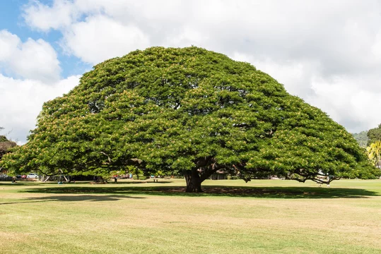 360_F_166287810_X6oyAiLE8KlTex