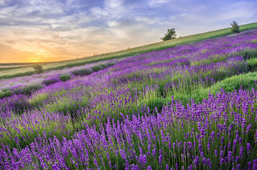 Naklejka na ściany i meble Blooming lavender fields in Poland, beautfiul sunrise
