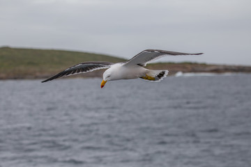 Seagull