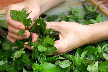 Naklejka na ściany i meble skilled woman hands gathering collecting green tea raw leaves