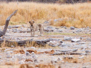Alone young lion cub in the wild natural habitat, Etosha National Park, Namibia, Africa.