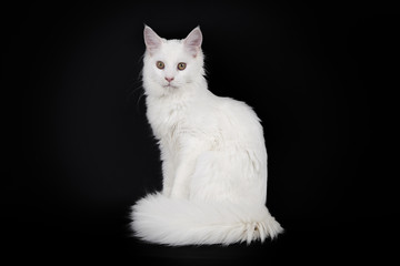 White cat Maine Coon sits on a black background.