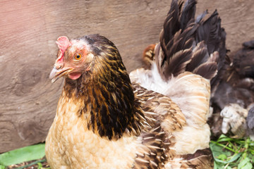 Variegated chicken on farm in nature. Incubator. Chicken flu.
