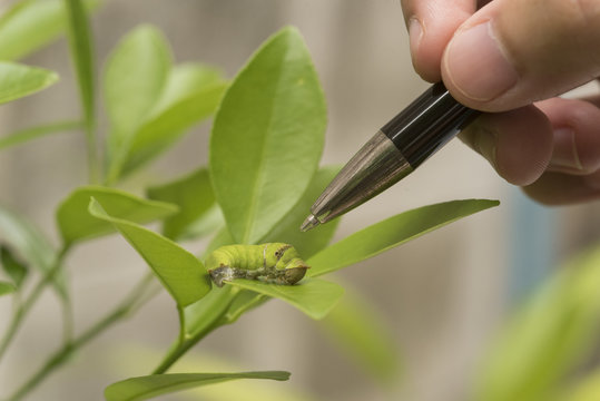 Biotechnology scientist with worm on leaf orange for examining plant insects.