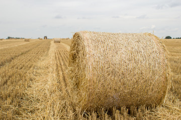 Hay and straw bales
