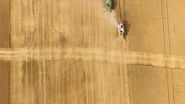 Aerial view on the four combines working on the large wheat field