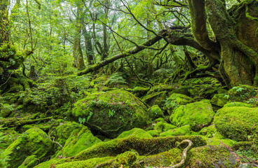 Mossed forest, in Shiratani Unsuikyo Ravine, Yakushima Island