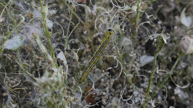 box tree moth eats the shoots of boxwood (Cydalima Perspectalis)