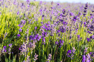 Lavender plants growing in a field