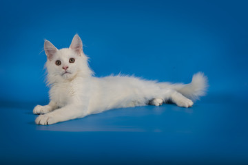 White cute kitten Maine Coon on a studio background.