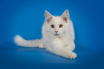 White cute kitten Maine Coon on a studio background.