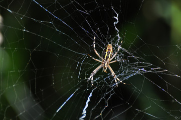 Big green spider on the web . Spider in his web wait for a prey
