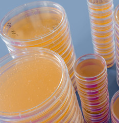 Pile of petri dish with growing cultures of microorganisms, fungi and microbes. A Petri dish  ( Petrie dish) known as a Petri plate or cell-culture dish