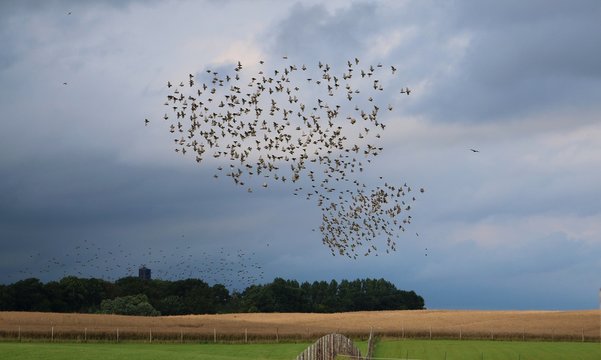 vogelschwarm &uuml;ber einem feld
