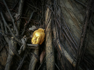 Buddha head in a tree