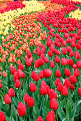 Fototapeta premium Flowerbeds with red tulips