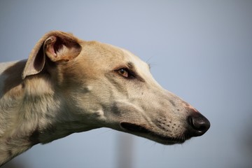 windhund portrait